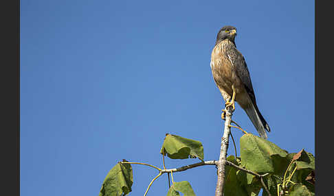 Heuschreckenteesa (Butastur rufipennis)