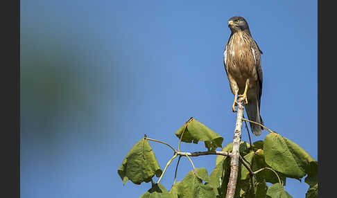 Heuschreckenteesa (Butastur rufipennis)