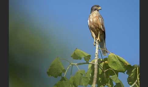 Heuschreckenteesa (Butastur rufipennis)