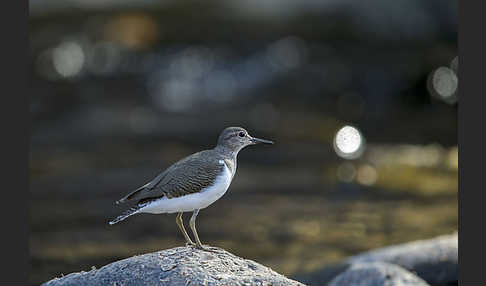 Flußuferläufer (Actitis hypoleucos)