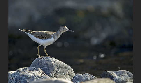 Flußuferläufer (Actitis hypoleucos)