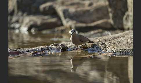 Erzflecktaube (Turtur abyssinicus)