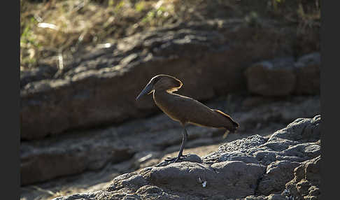 Hammerkopf (Scopus umbretta)