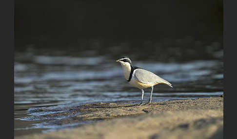 Krokodilwächter (Pluvianus aegyptius)