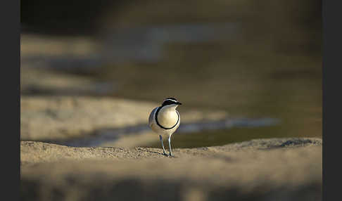 Krokodilwächter (Pluvianus aegyptius)