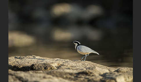 Krokodilwächter (Pluvianus aegyptius)