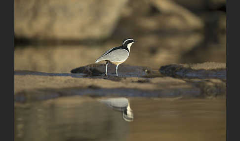 Krokodilwächter (Pluvianus aegyptius)