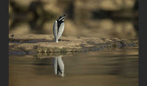 Krokodilwächter (Pluvianus aegyptius)