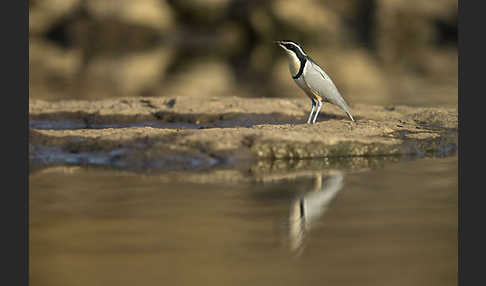 Krokodilwächter (Pluvianus aegyptius)