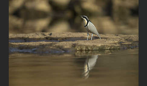 Krokodilwächter (Pluvianus aegyptius)