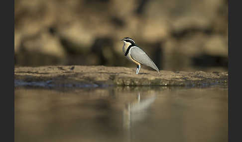 Krokodilwächter (Pluvianus aegyptius)