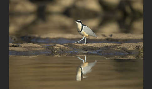 Krokodilwächter (Pluvianus aegyptius)