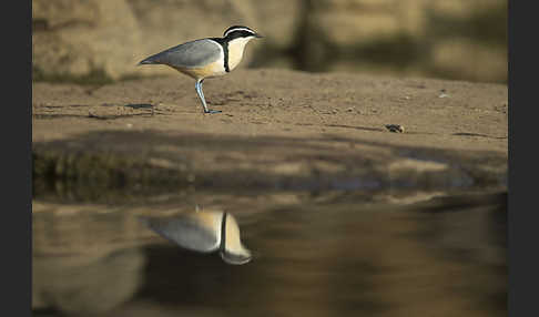 Krokodilwächter (Pluvianus aegyptius)