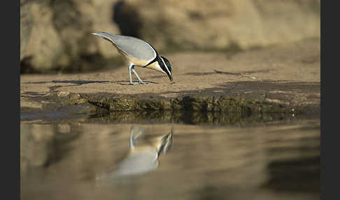 Krokodilwächter (Pluvianus aegyptius)