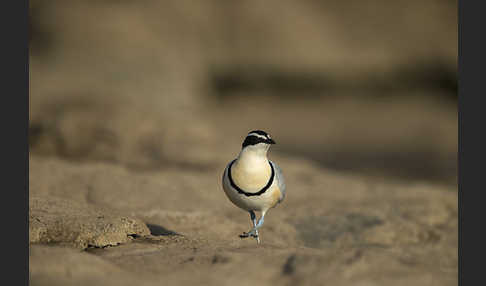 Krokodilwächter (Pluvianus aegyptius)