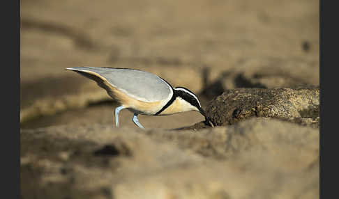 Krokodilwächter (Pluvianus aegyptius)