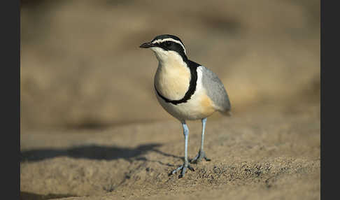 Krokodilwächter (Pluvianus aegyptius)