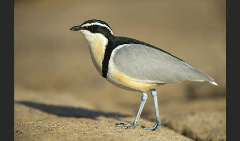 Krokodilwächter (Pluvianus aegyptius)
