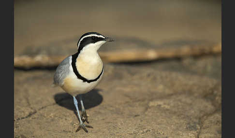 Krokodilwächter (Pluvianus aegyptius)