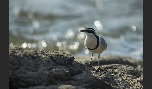 Krokodilwächter (Pluvianus aegyptius)