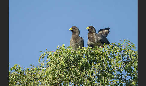 Bindenlärmvogel (Crinifer zonurus)