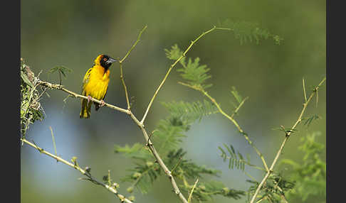 Dorfweber (Ploceus cucullatus)