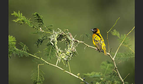 Dorfweber (Ploceus cucullatus)