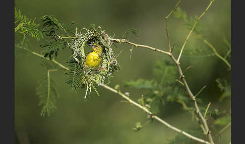 Dorfweber (Ploceus cucullatus)