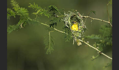 Dorfweber (Ploceus cucullatus)