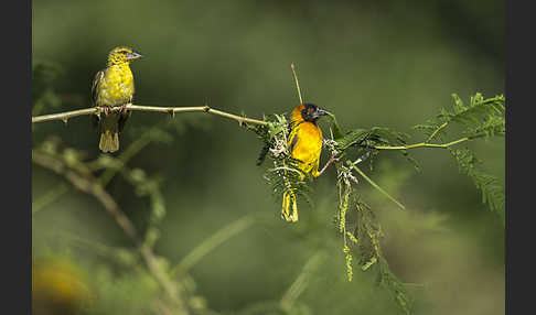 Dorfweber (Ploceus cucullatus)