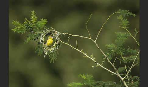 Dorfweber (Ploceus cucullatus)