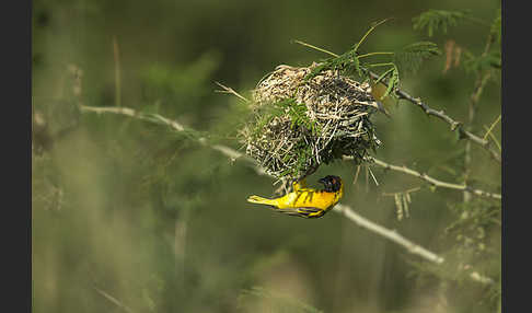 Dorfweber (Ploceus cucullatus)