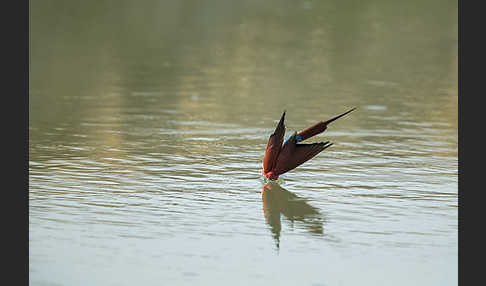 Scharlachspint (Merops nubicus)