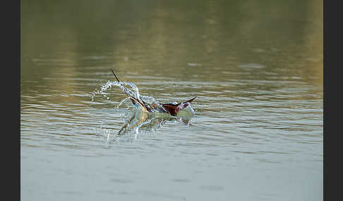 Scharlachspint (Merops nubicus)