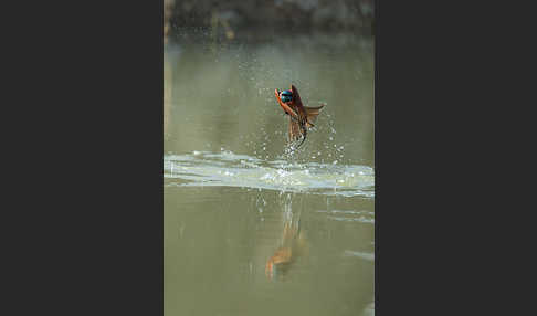 Scharlachspint (Merops nubicus)