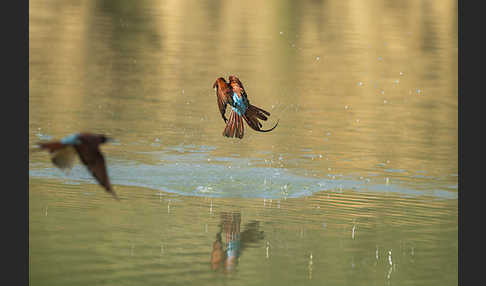 Scharlachspint (Merops nubicus)