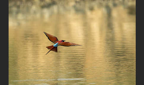 Scharlachspint (Merops nubicus)