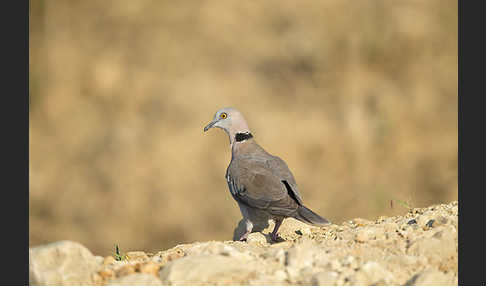 Brillentaube (Streptopelia decipiens)