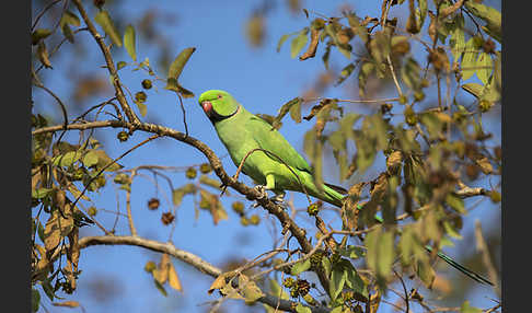 Halsbandsittich (Psittacula krameri)