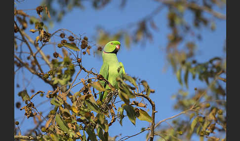 Halsbandsittich (Psittacula krameri)