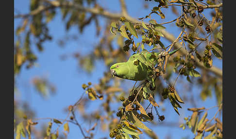 Halsbandsittich (Psittacula krameri)