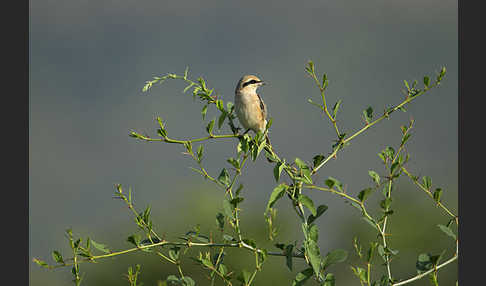 Isabellwürger (Lanius isabellinus)