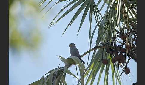 Graufalke (Falco ardosiaceus)