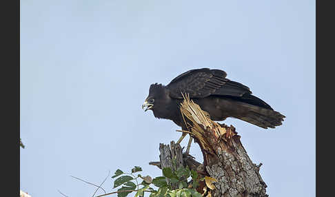 Höhlenweihe (Polyboroides typus)