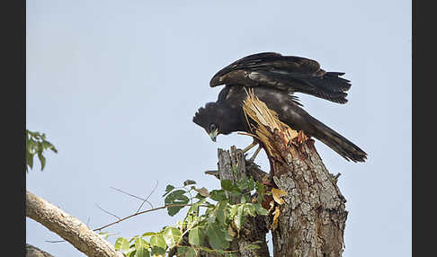 Höhlenweihe (Polyboroides typus)