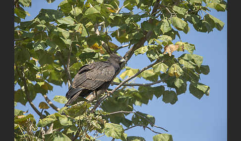 Höhlenweihe (Polyboroides typus)