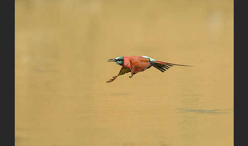 Scharlachspint (Merops nubicus)