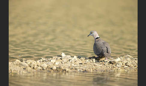 Brillentaube (Streptopelia decipiens)