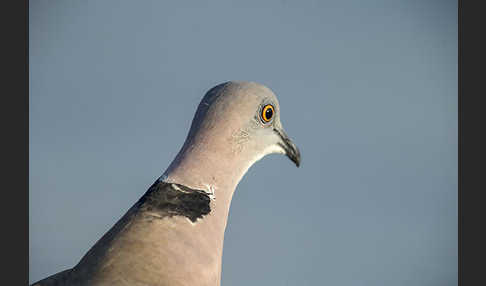 Brillentaube (Streptopelia decipiens)