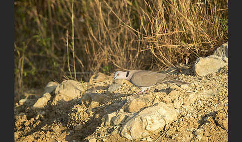 Brillentaube (Streptopelia decipiens)